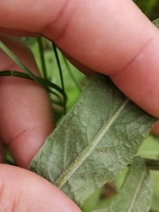 Tephroseris longifolia