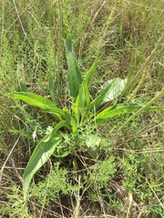 Plantago eriopoda