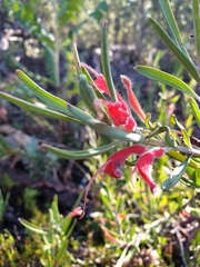 Adenanthos barbiger