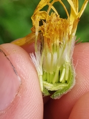 Tephroseris longifolia