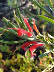 Adenanthos barbiger