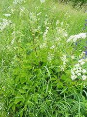 Chaerophyllum aromaticum
