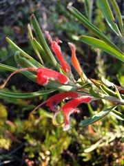 Adenanthos barbiger
