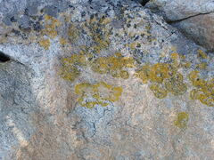 Polycauliona verruculifera