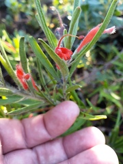 Adenanthos barbiger