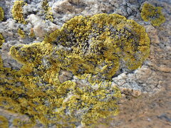 Polycauliona verruculifera