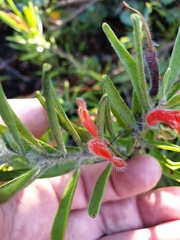 Adenanthos barbiger