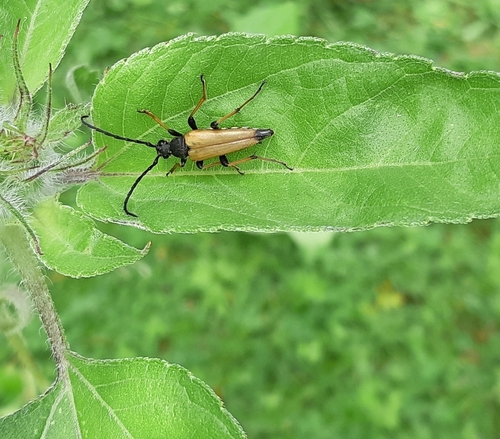 Red Pine Longhorn Beetle, 5691 ND Son, Nederland, photo 5 of 10