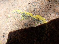 Polycauliona verruculifera