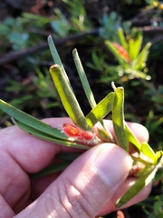 Adenanthos barbiger