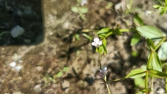 Lindernia procumbens