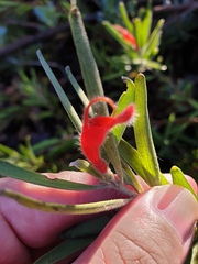 Adenanthos barbiger