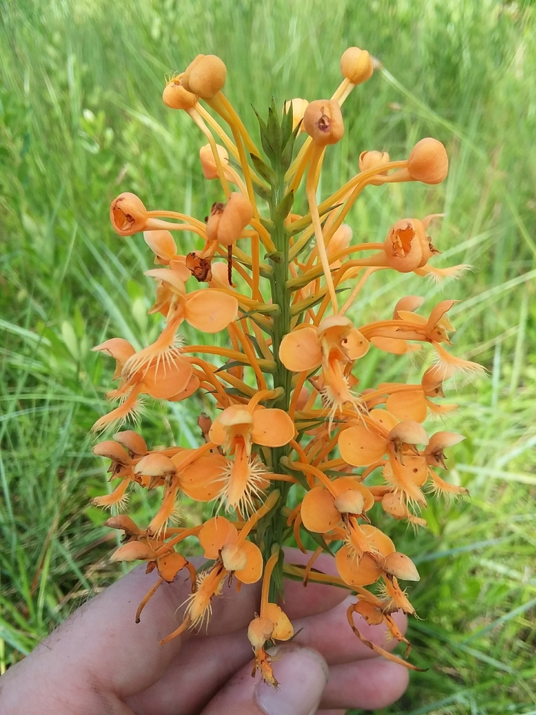 orangefringed orchid in July 2018 by Will McFarland. Single individual