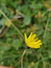 Pilosella lactucella