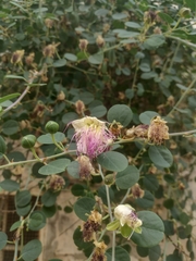 Capparis zoharyi