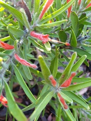 Adenanthos barbiger