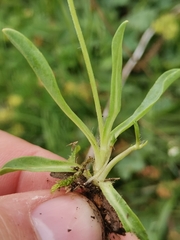 Pilosella lactucella