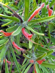 Adenanthos barbiger