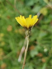 Pilosella lactucella