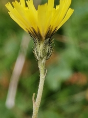 Pilosella lactucella
