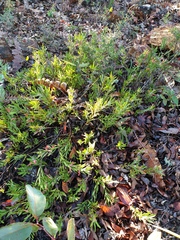 Adenanthos barbiger