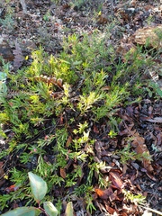 Adenanthos barbiger