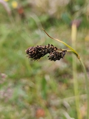 Carex parviflora