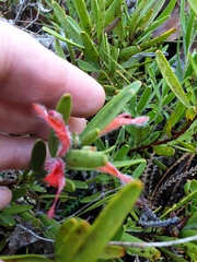 Adenanthos barbiger