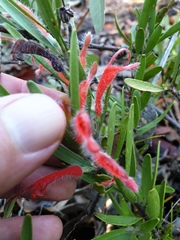 Adenanthos barbiger