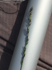 Muhlenbergia richardsonis
