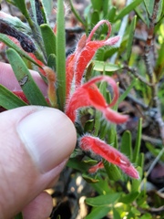 Adenanthos barbiger