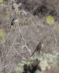 Artemisiospiza belli clementeae
