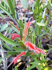Adenanthos barbiger