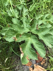 Heracleum sphondylium