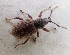 Otiorhynchus singularis