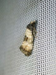 Neocochylis dubitana