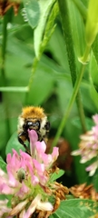 Bombus humilis