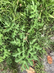 Heracleum sphondylium