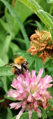 Bombus humilis