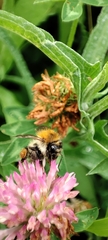 Bombus humilis