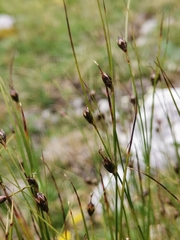 Oreojuncus monanthos