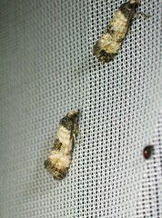 Neocochylis dubitana