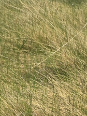 Muhlenbergia richardsonis