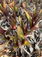 Tradescantia pallida