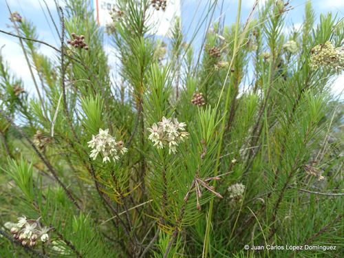 pineneedle milkweed