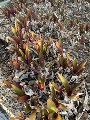 Tradescantia pallida