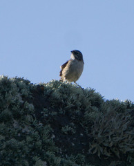 Artemisiospiza belli clementeae