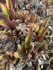 Tradescantia pallida