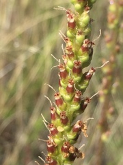 Plantago eriopoda