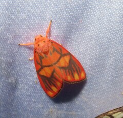 Matsumursine horishanella